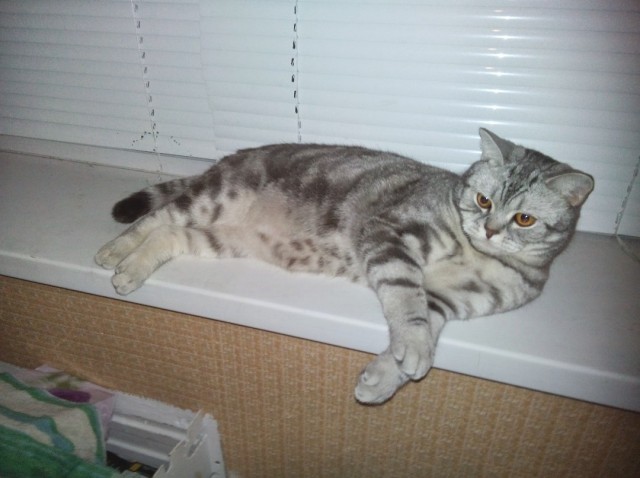 Котовторнику посвящается