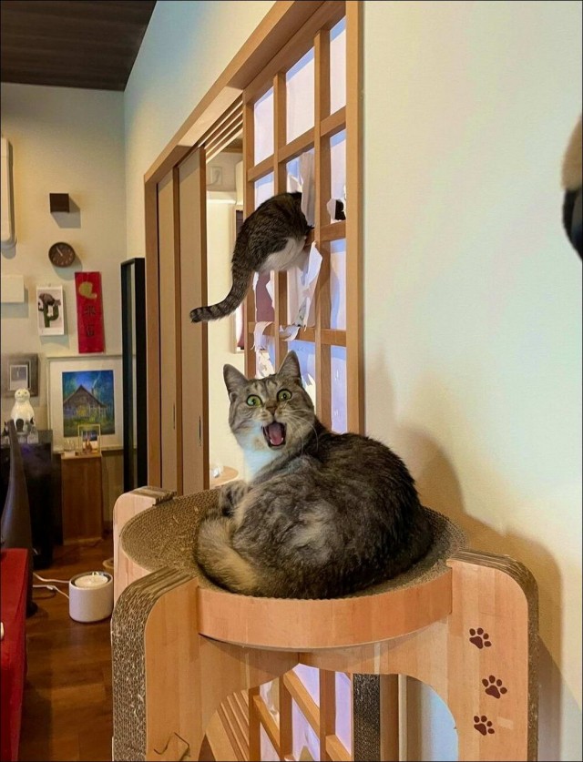 Забавные и милые котейки