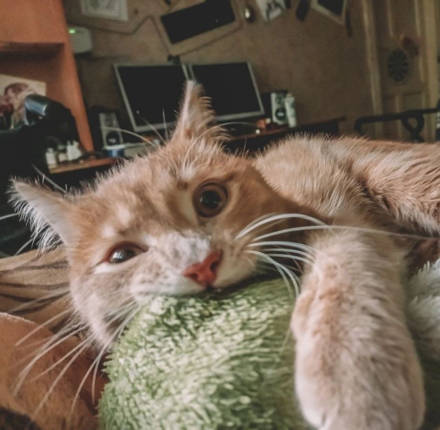 Котовторник 07.06.2022