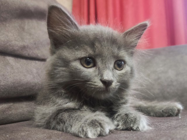 Начну котовторник чуть раньше!