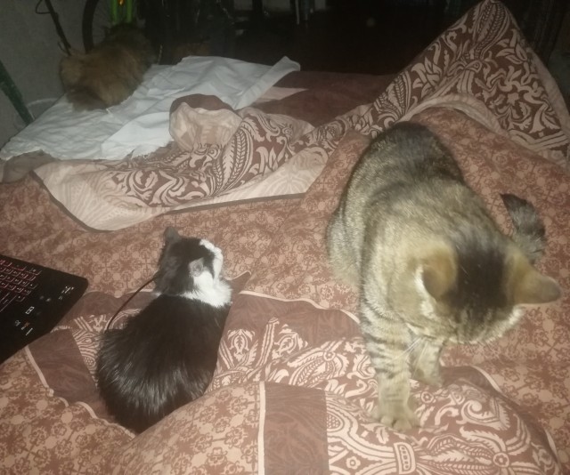 Кошка Киви