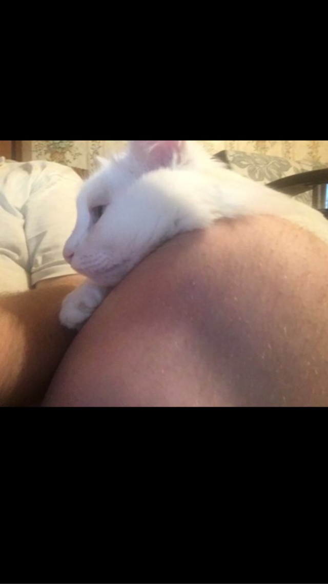 Прогнать кота невозможно