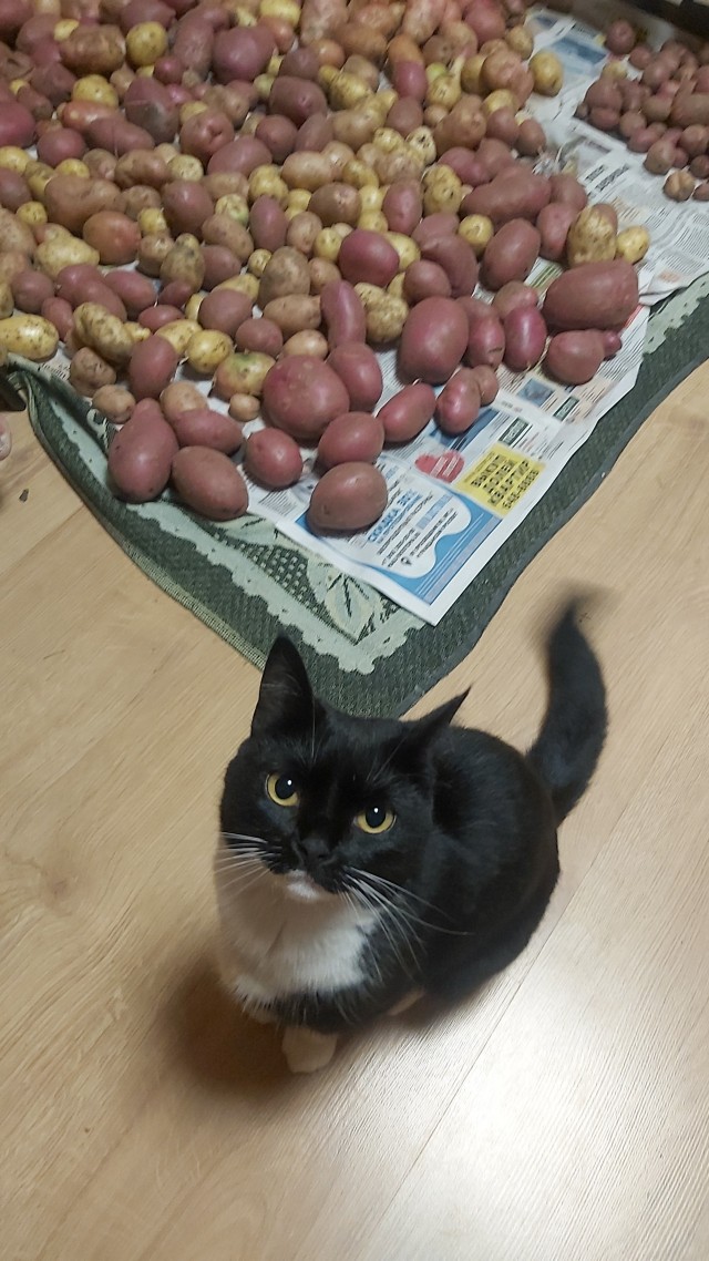 Продам урожай недорого