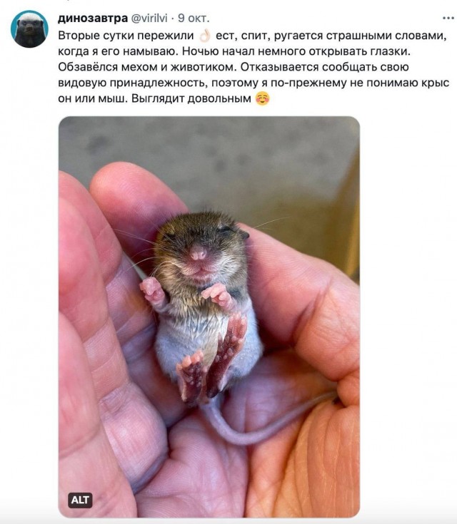 Девушка нашла новорождённого мышонка и решила его вырастить