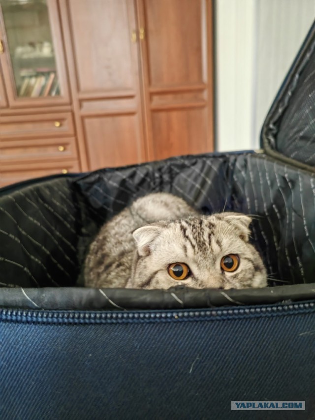 Котовторник 1.11.22