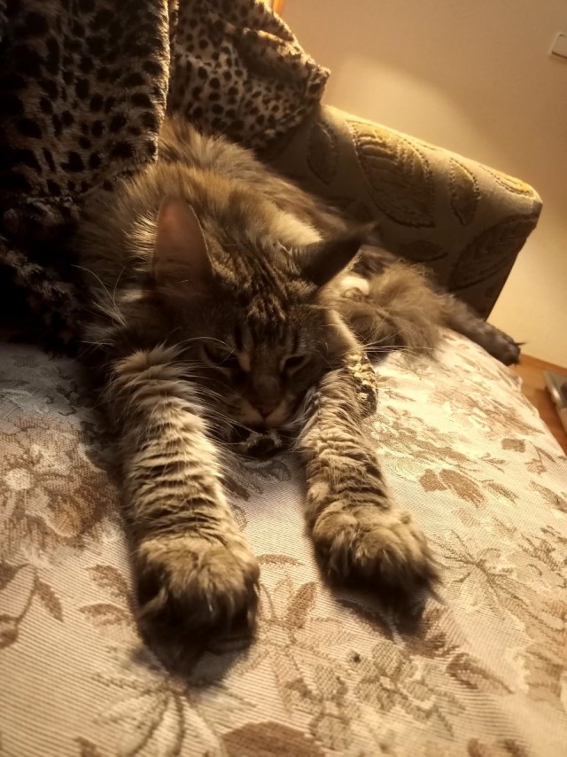 Реакция бабушки на мейн-куна, когда привезли котика в деревню