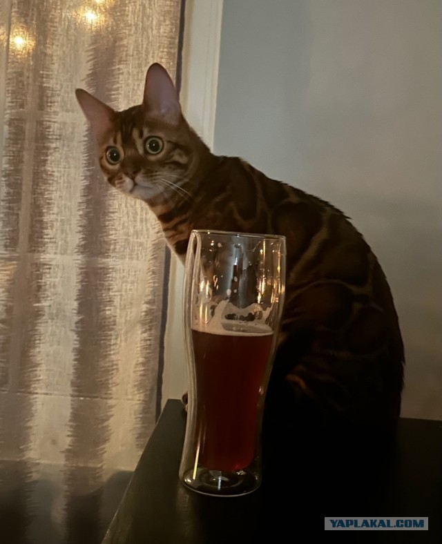 Реально ШЕРСТЯНОЙ котовторник!