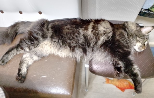 Котаро