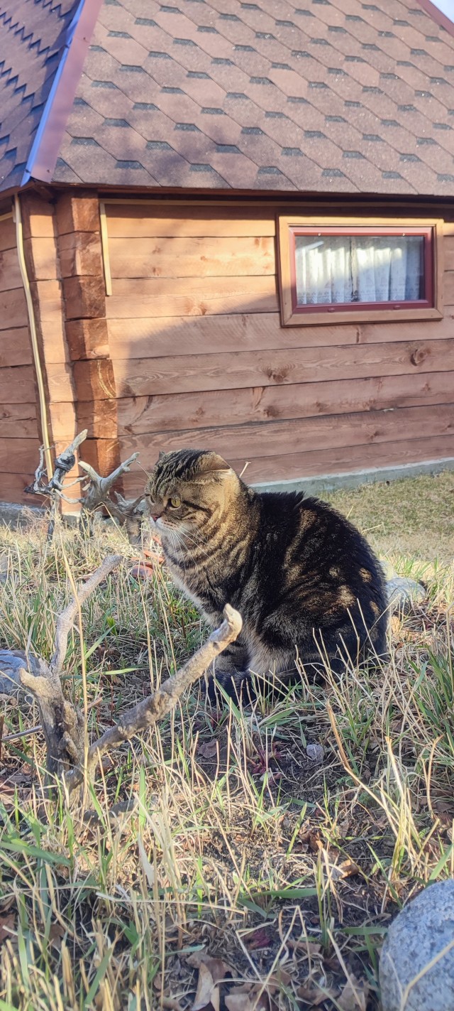 Много дел у кота на даче...