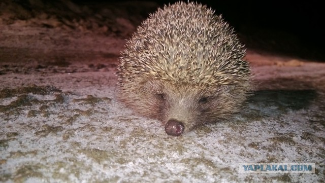 Первый гость весны:)