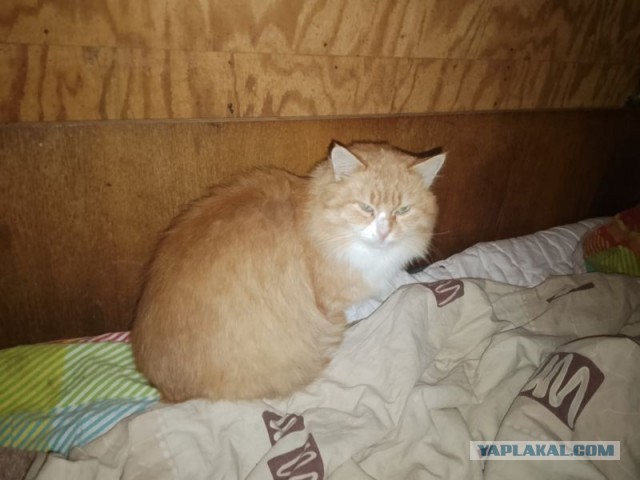 Жизнь домашнего приюта для котеек 471