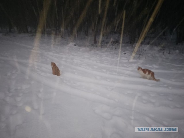 Жизнь домашнего приюта для котеек 478