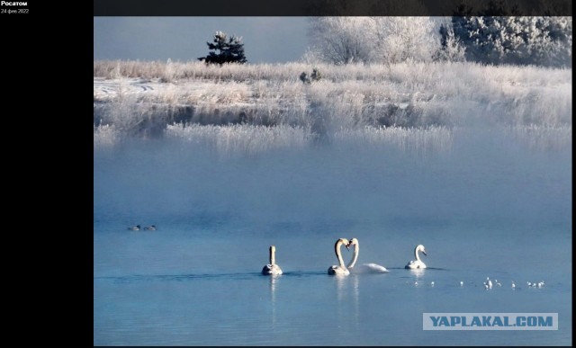 Рыбка плещется в пруду. Рыбки плещутся в пруду трактор. Рыбки плещутся в пруду трактор. Рыба выпрыгивает. Рыбки плещутся в пруду трактор.