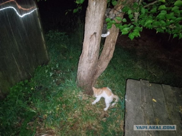 Жизнь домашнего приюта для котеек 498