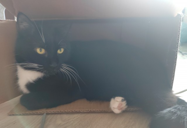 Котовторник