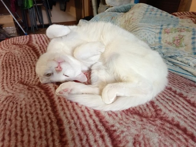 Котовторник в картинках