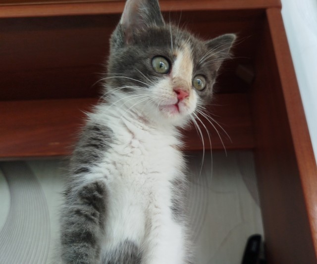Котовторник же!