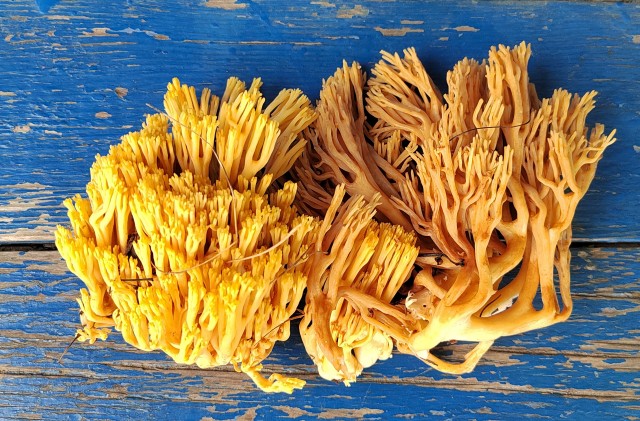 Пожарить или отварить?