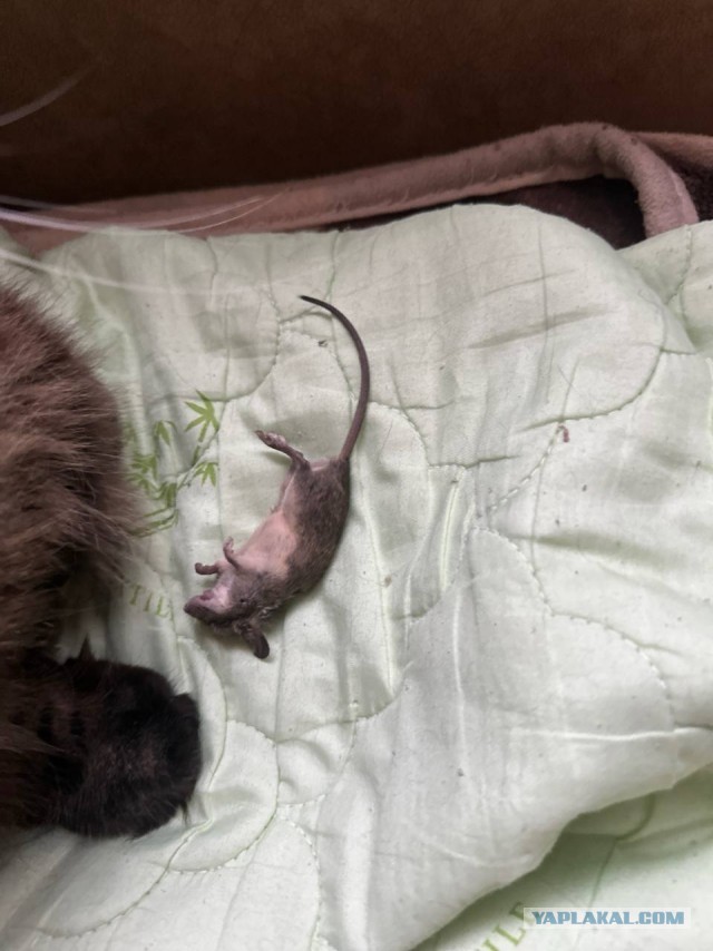 Кот, поймай мышь!