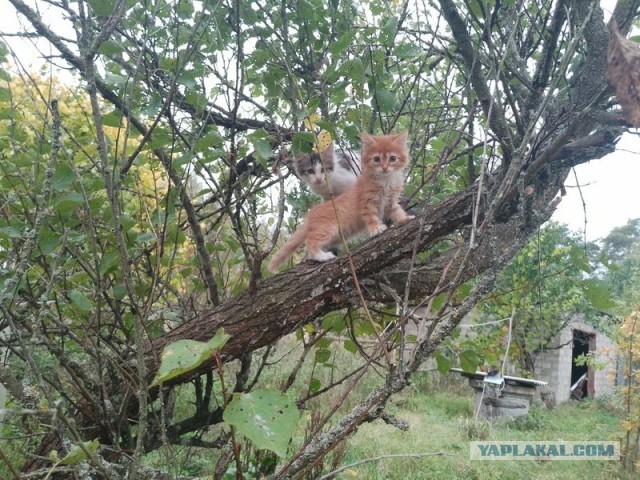 Жизнь домашнего приюта для котеек 516