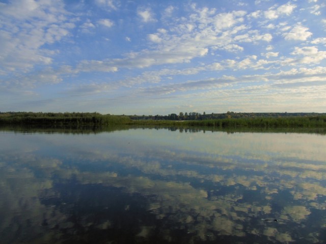 Немного насекомых красок лета в ленту
