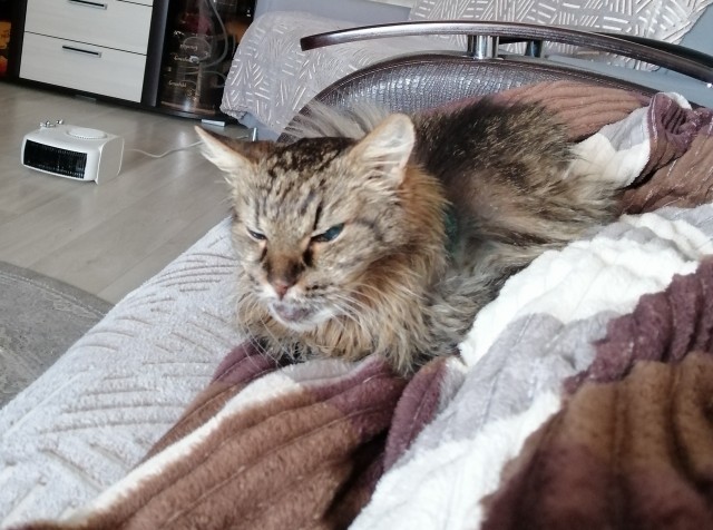 На котовторник