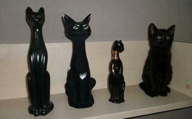 Котовторник в картинках