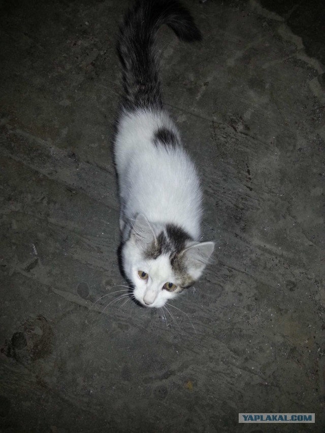 Как я подобрал котэ