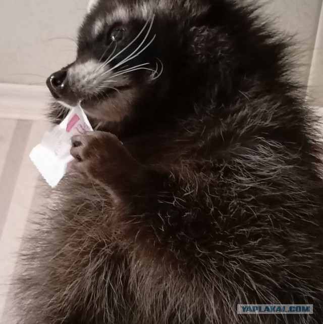 Красиво жить не запретишь