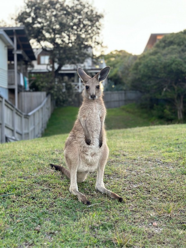 Обычный австралийский пляж