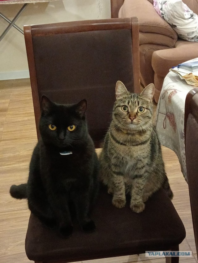Котовторник продолжается