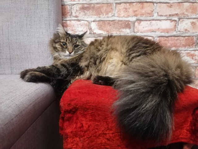 Совпало с котовторником.