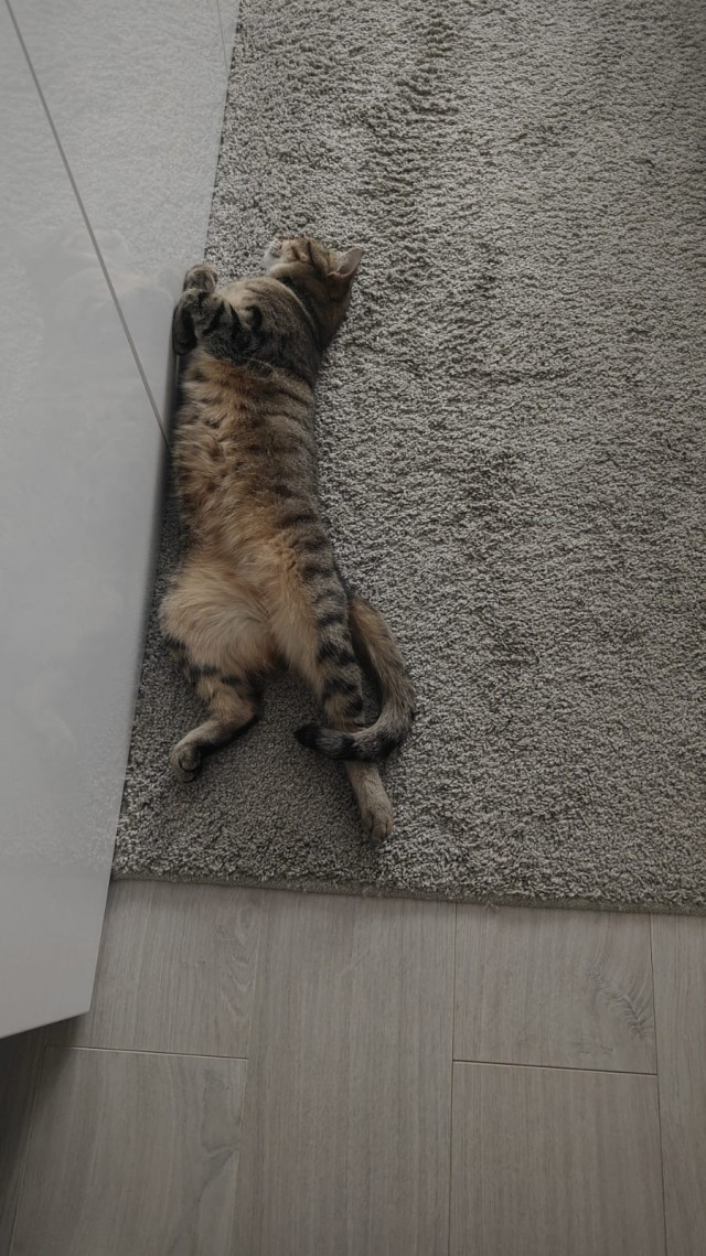 А как спят ваши питомцы?