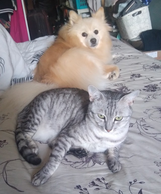 Мелкие собаки