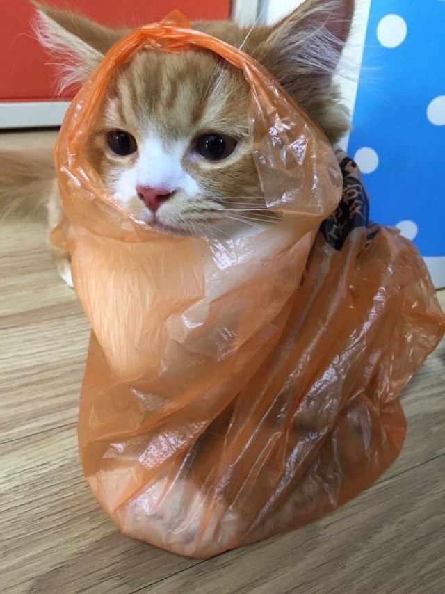 Шерстяные пидо.... братья наши меньшие