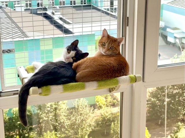 Котовторник
