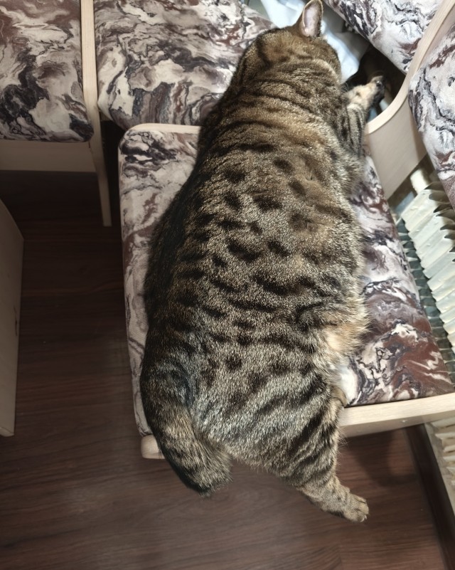 Котовторник