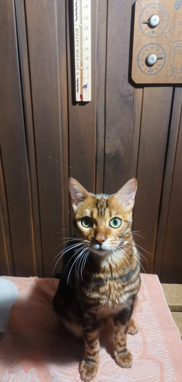 А котовторник уже пришёл?