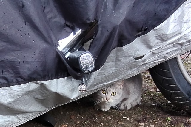 Уличные котики
