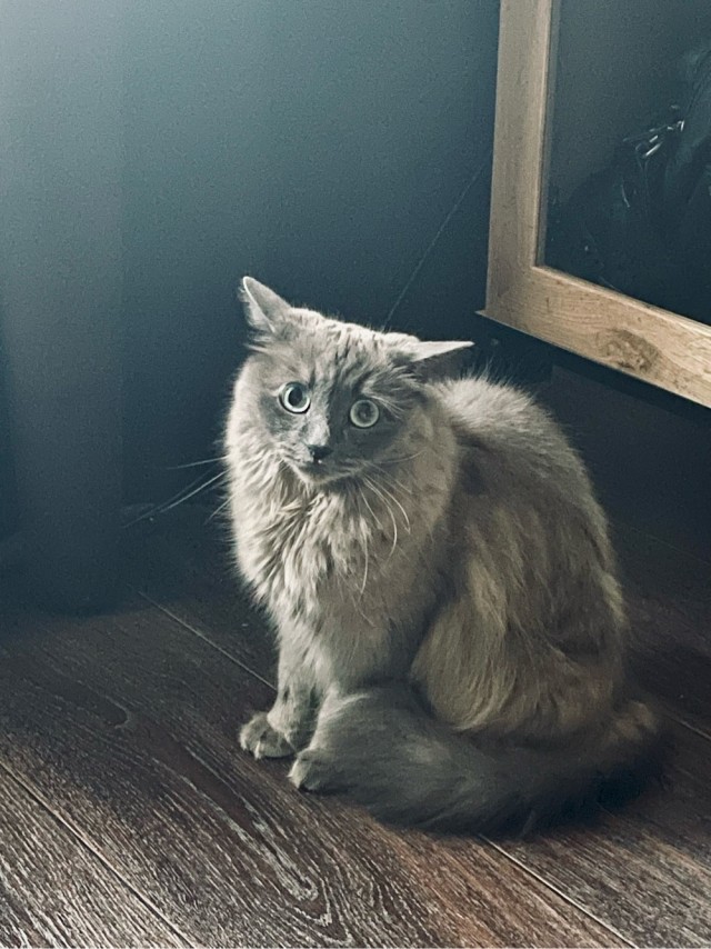 Котовторник. Маруселла.