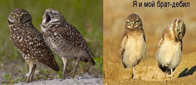 Брат гнида