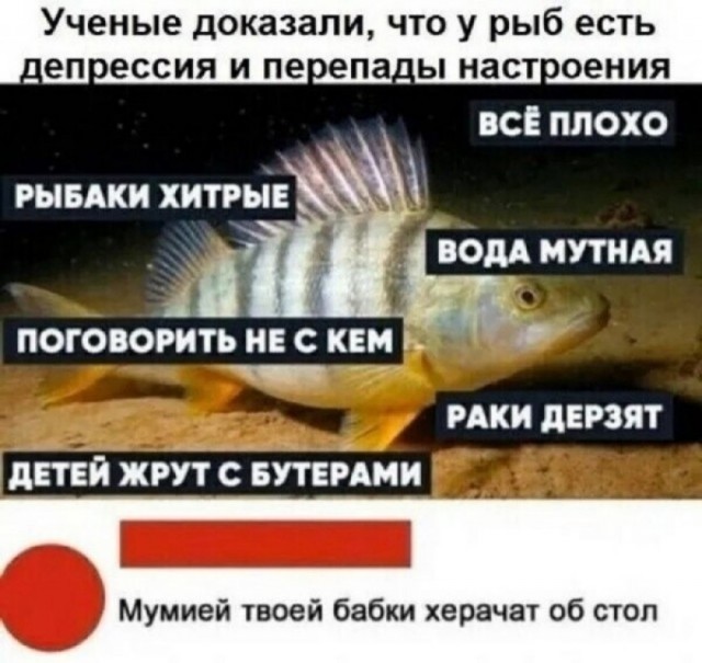 500 кг кокаина нашли в тушах тунца в порту Петербурга