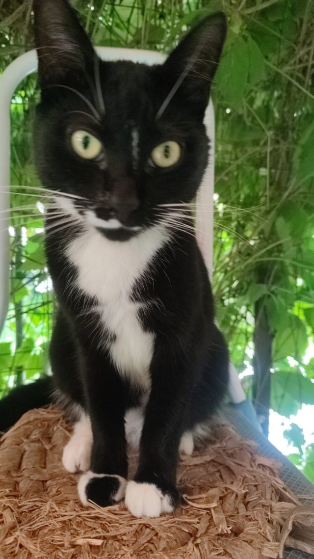 Сколько грамм в сутки ест ваш котик?