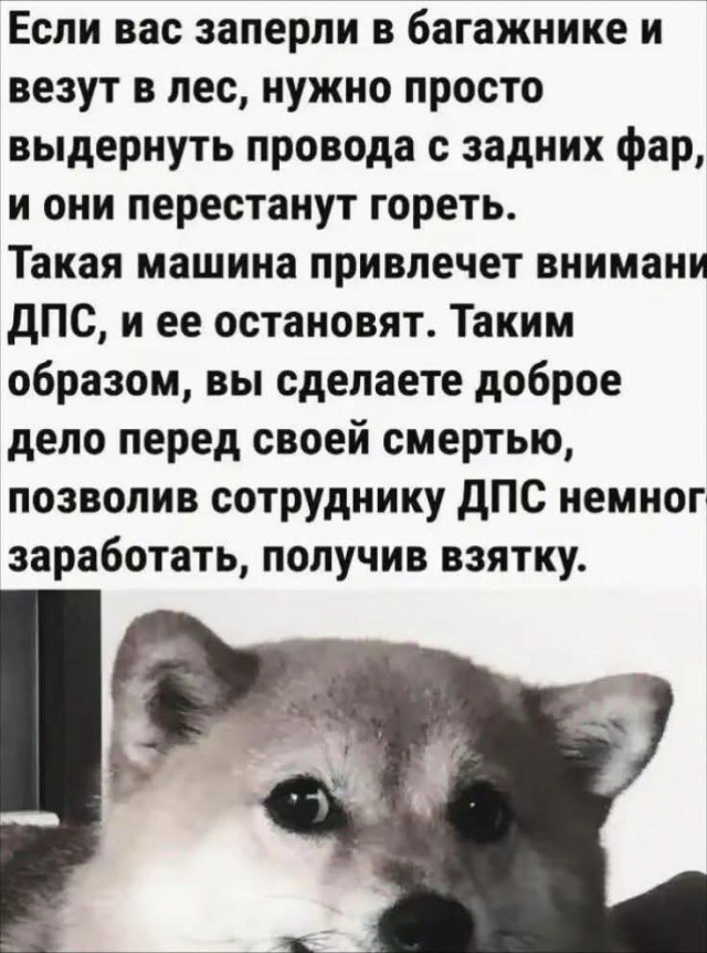 Картинки для деградации 247 (разной степени свежести)
