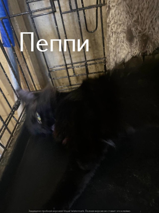Жизнь домашнего приюта "Котоленд" 559