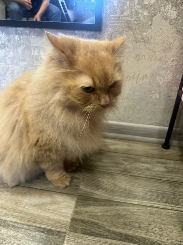 Котовторник Персика