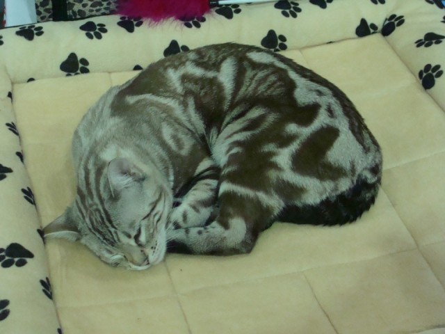 Выставка кошек. Котовторник