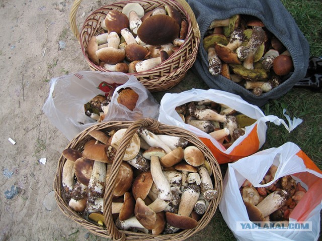 За грибами