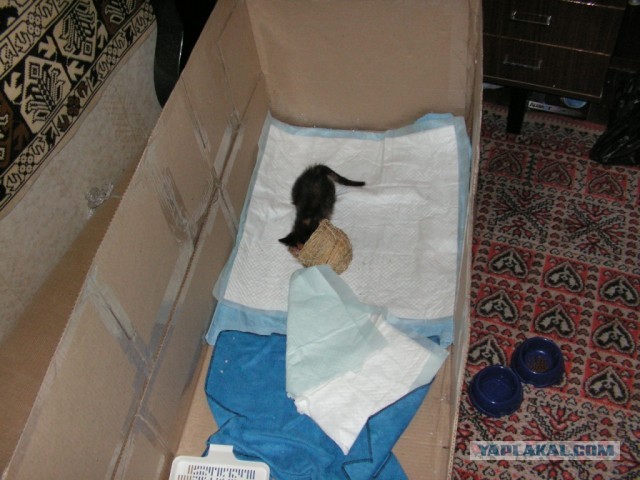 История одного "почти спасения".