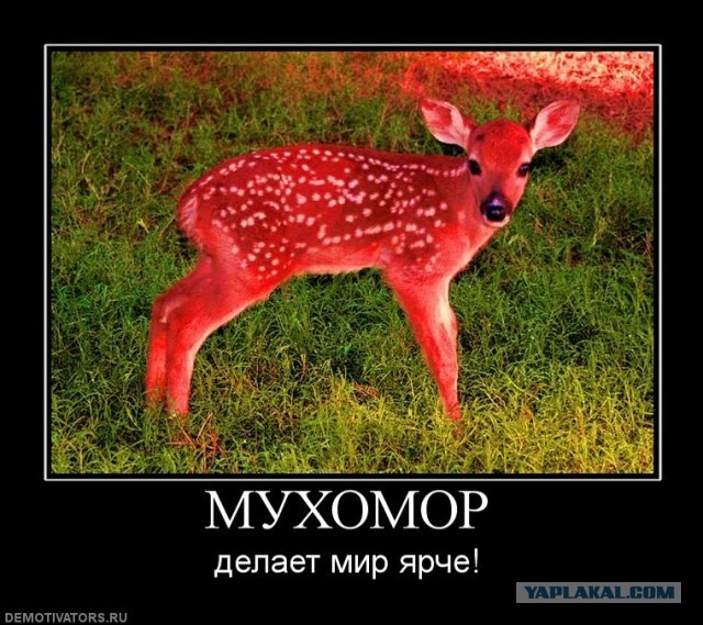 "Пыхнешь? - Не, мне за руль - Забей, норм будет"